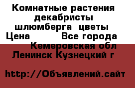 Комнатные растения, декабристы (шлюмберга) цветы › Цена ­ 300 - Все города  »    . Кемеровская обл.,Ленинск-Кузнецкий г.